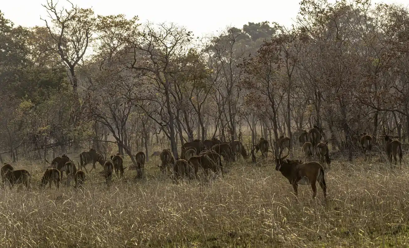 Miombo forest