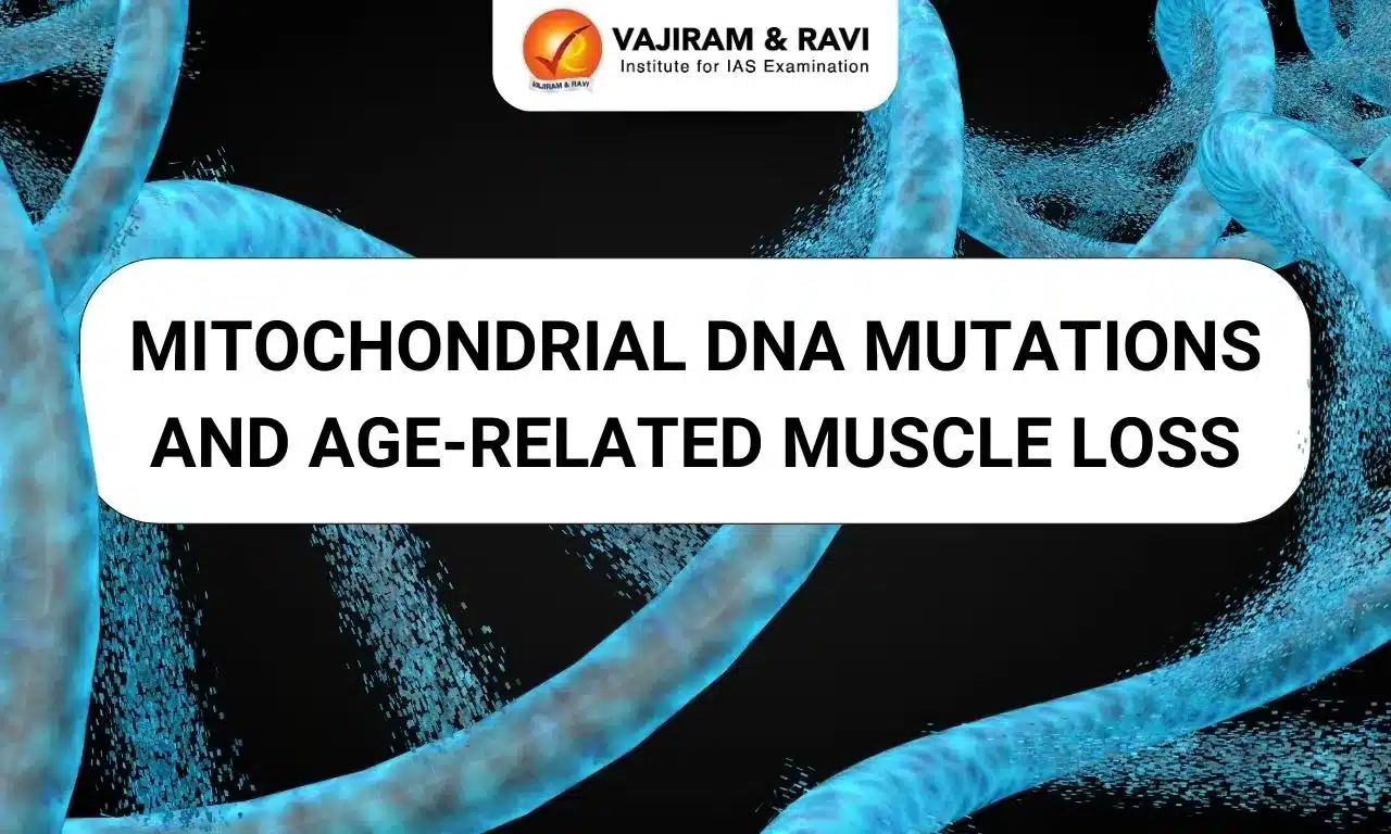 Mitochondrial DNA Mutations and Age-Related Muscle Loss