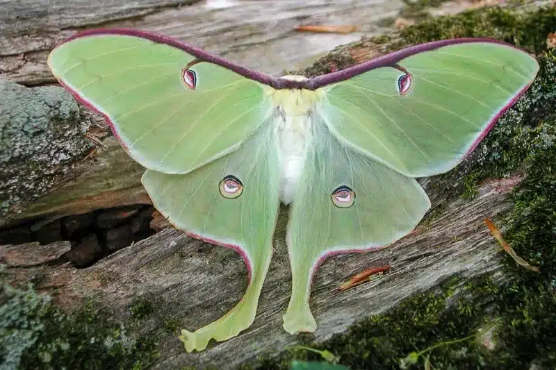 What are Moths?