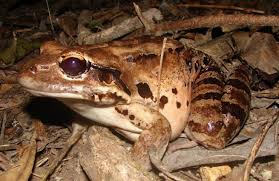 Mountain chicken frog