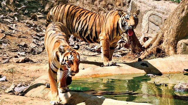 Melghat Tiger Reserve (MTR)