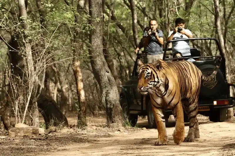 Melghat Tiger Reserve (MTR)