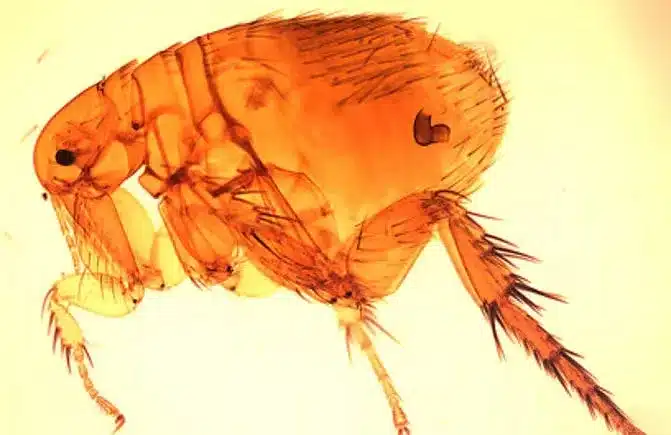Murine Typhus