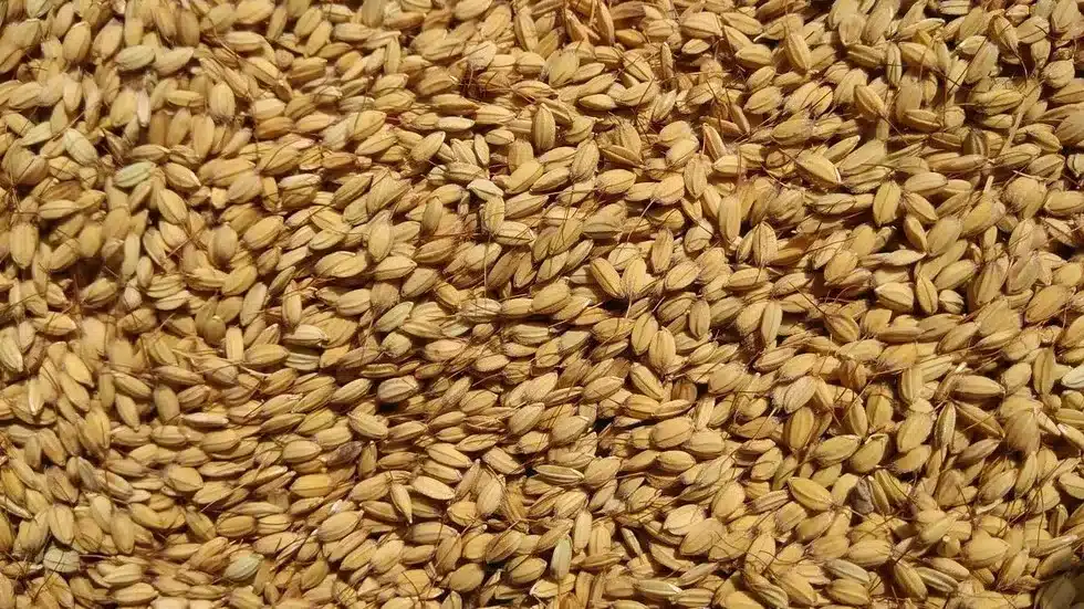 Mushk budiji Rice