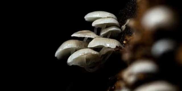 Mycena chlorophos