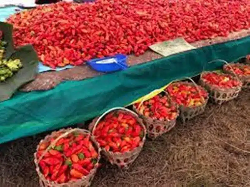 Naga King Chilli