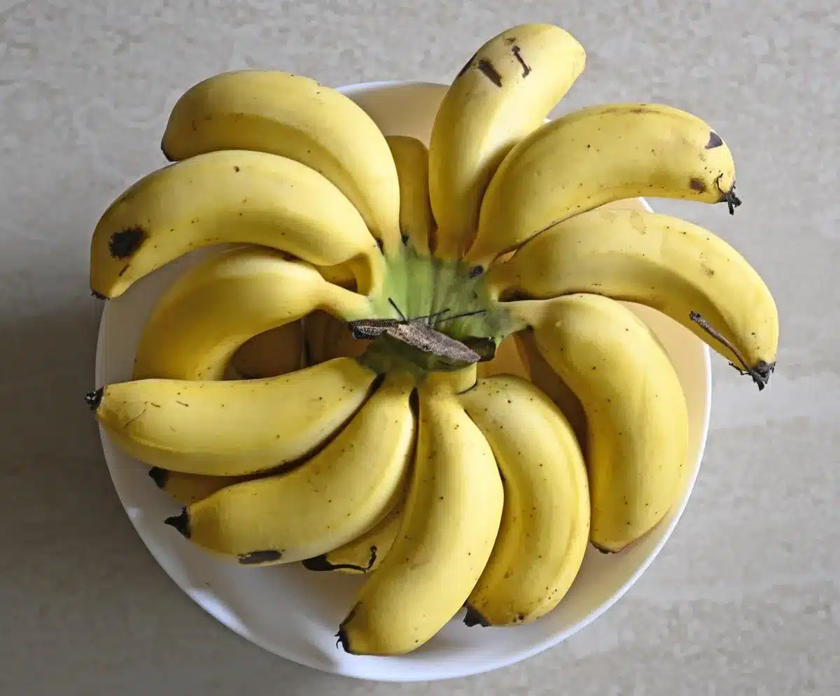 Nanjangud Rasabale Banana