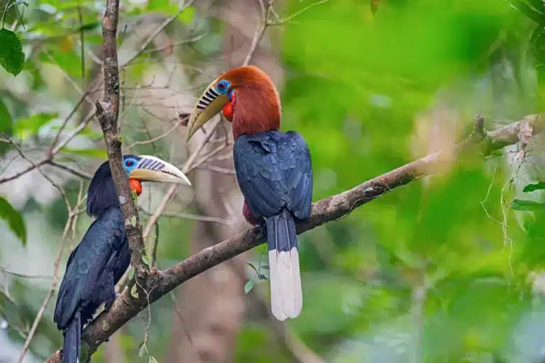 What is the National Board for Wildlife (NBWL)?