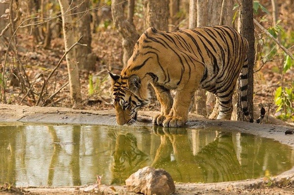 Nawegaon-Nagzira Tiger Reserve