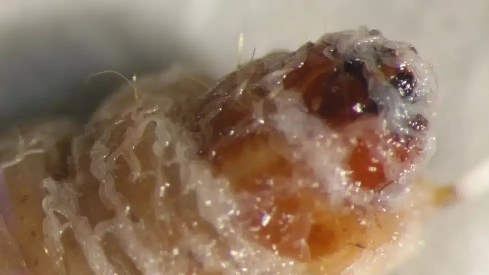 What are Nematodes?