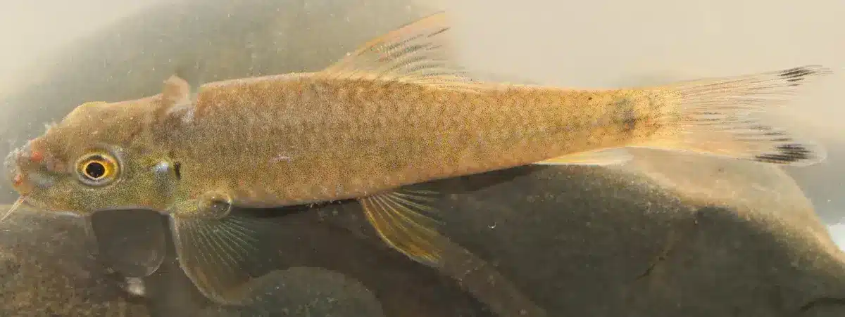 New Fish Species