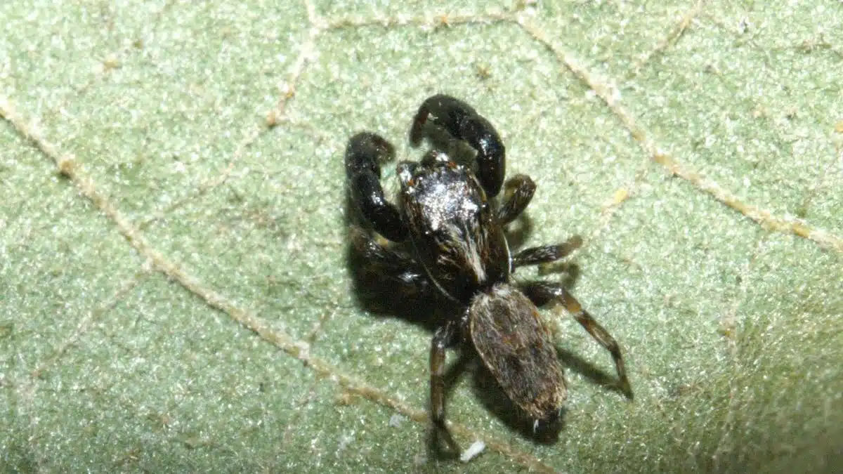 New jumping spiders