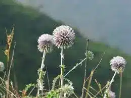 New plant species