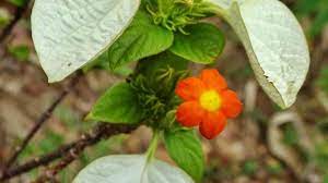 New plant species
