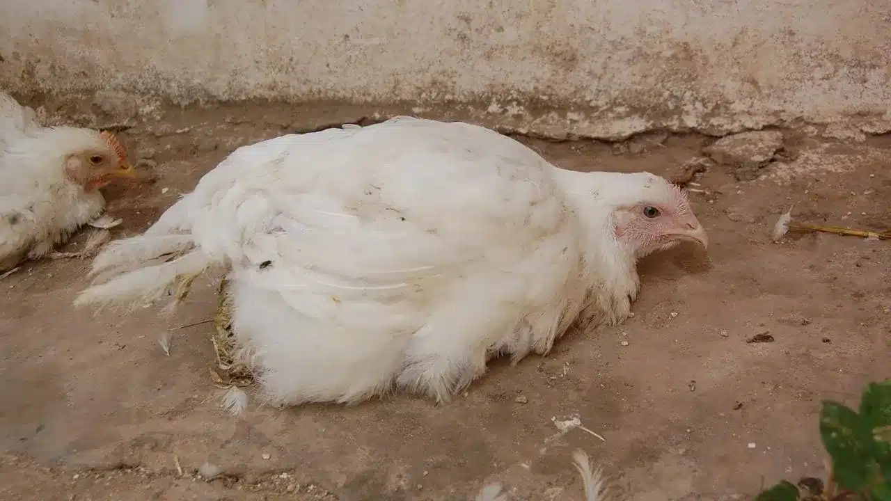 What is Newcastle Disease (ND)?
