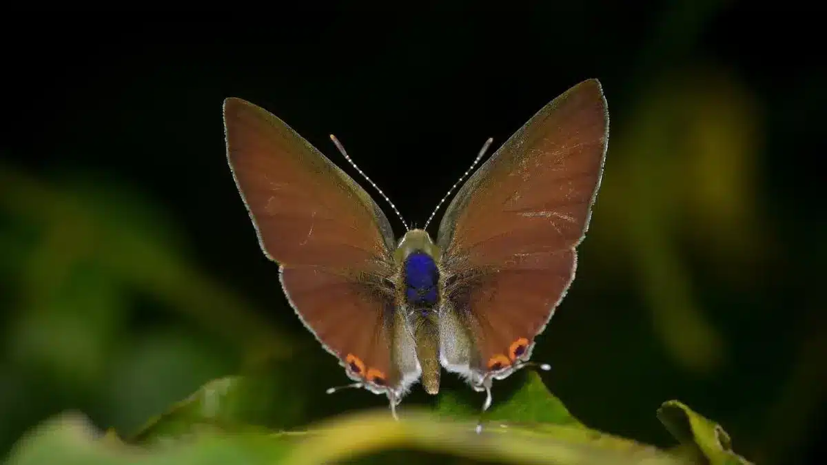 Nilgiri tit Butterfly
