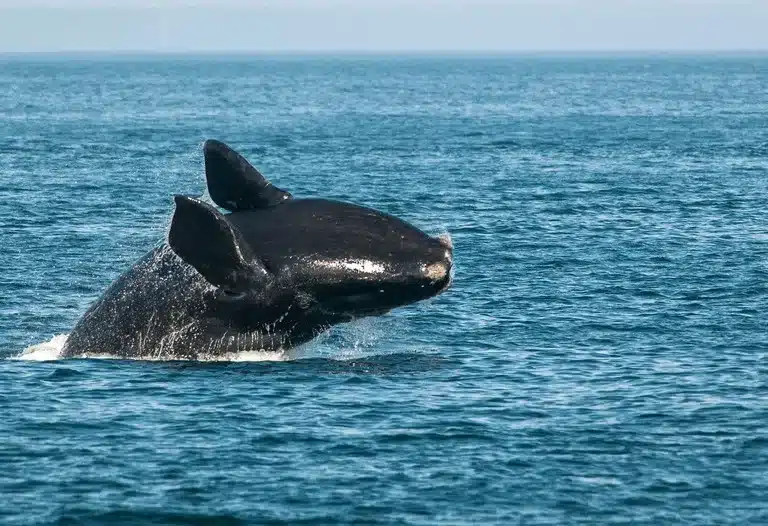 North Atlantic right whales