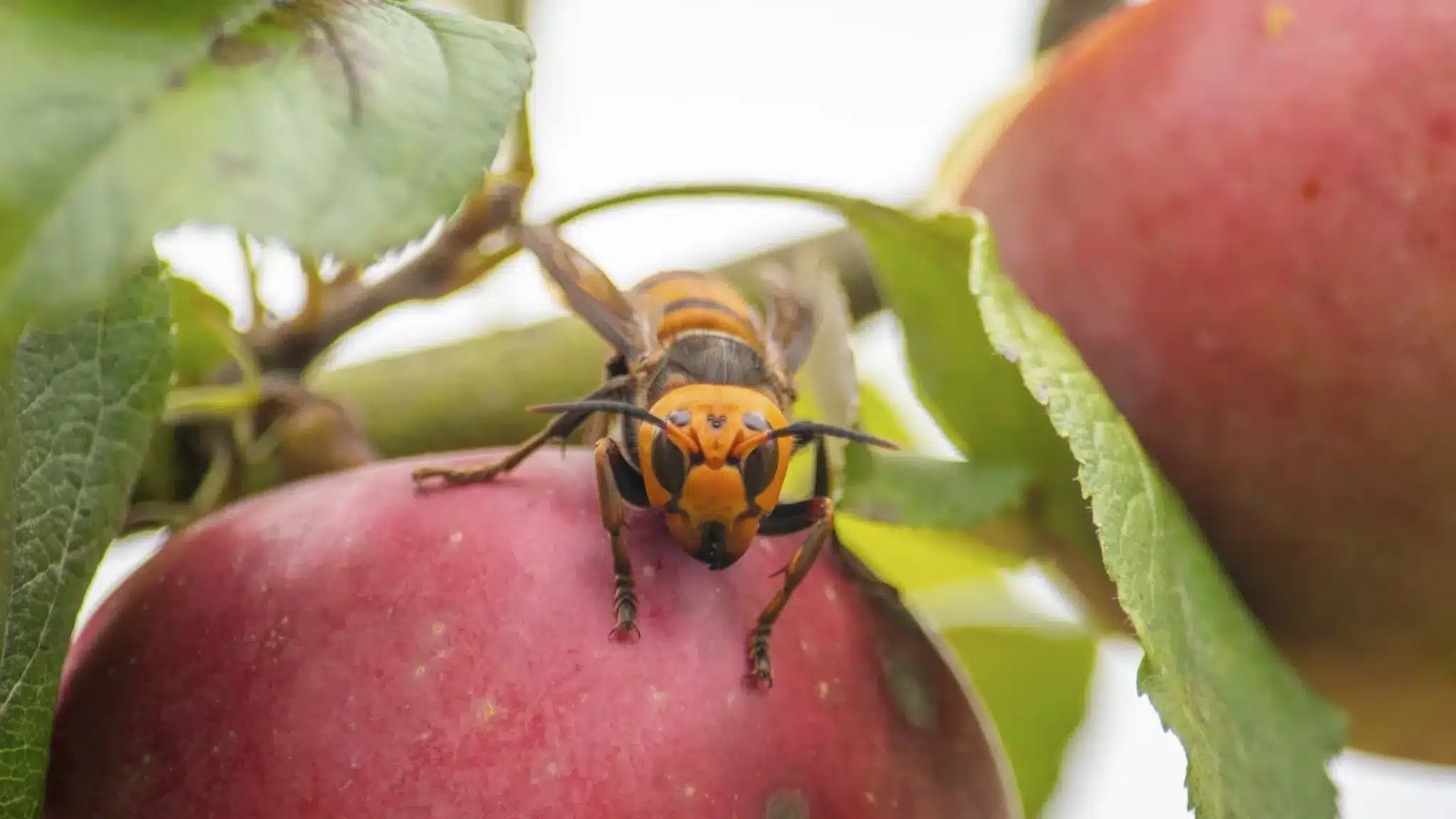 Northern giant hornet