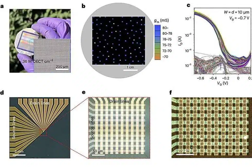 Organic Electrochemical Transistor