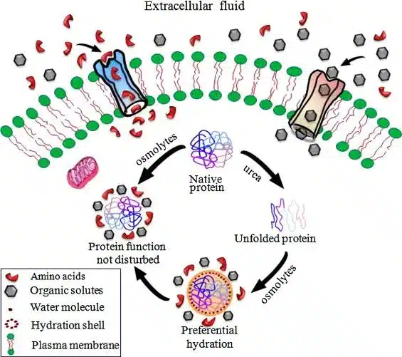 What are Osmolytes?