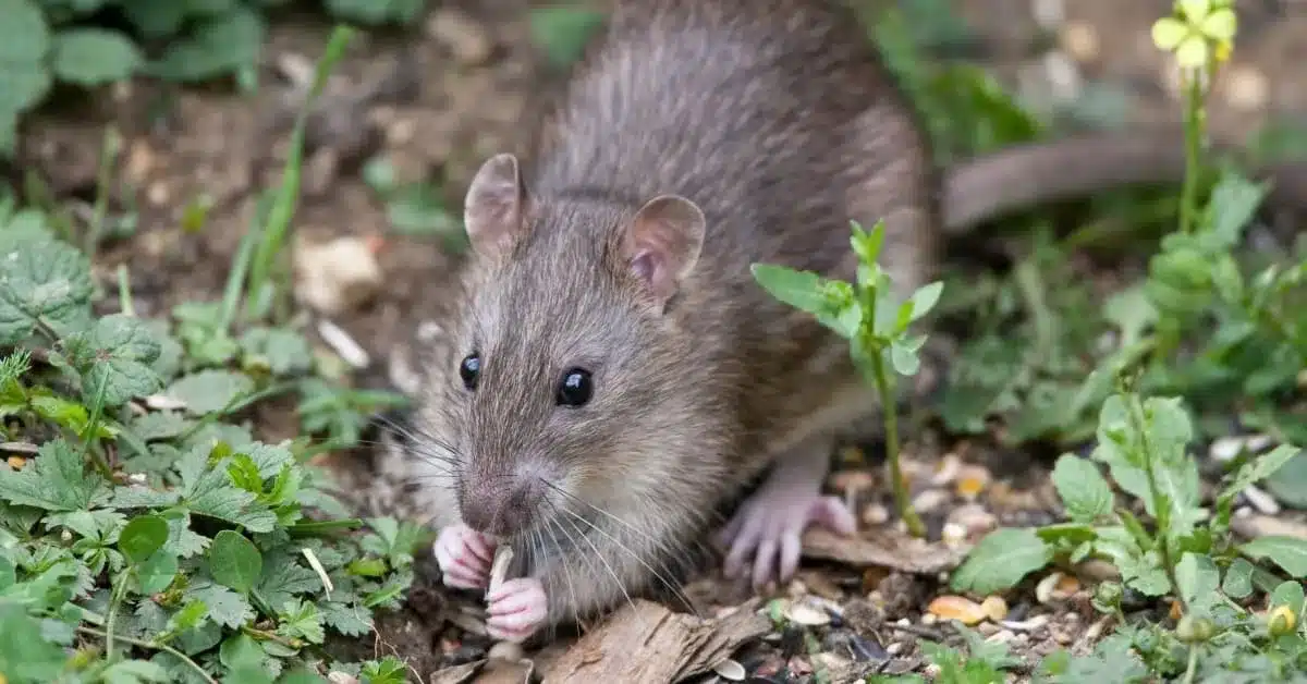 What is Ottavalo’s Andean Mouse?