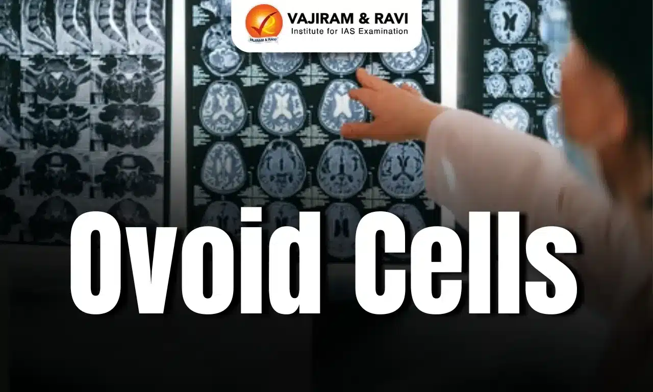 Ovoid Cells