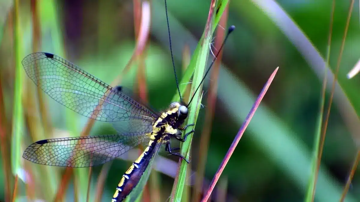 Owlflies