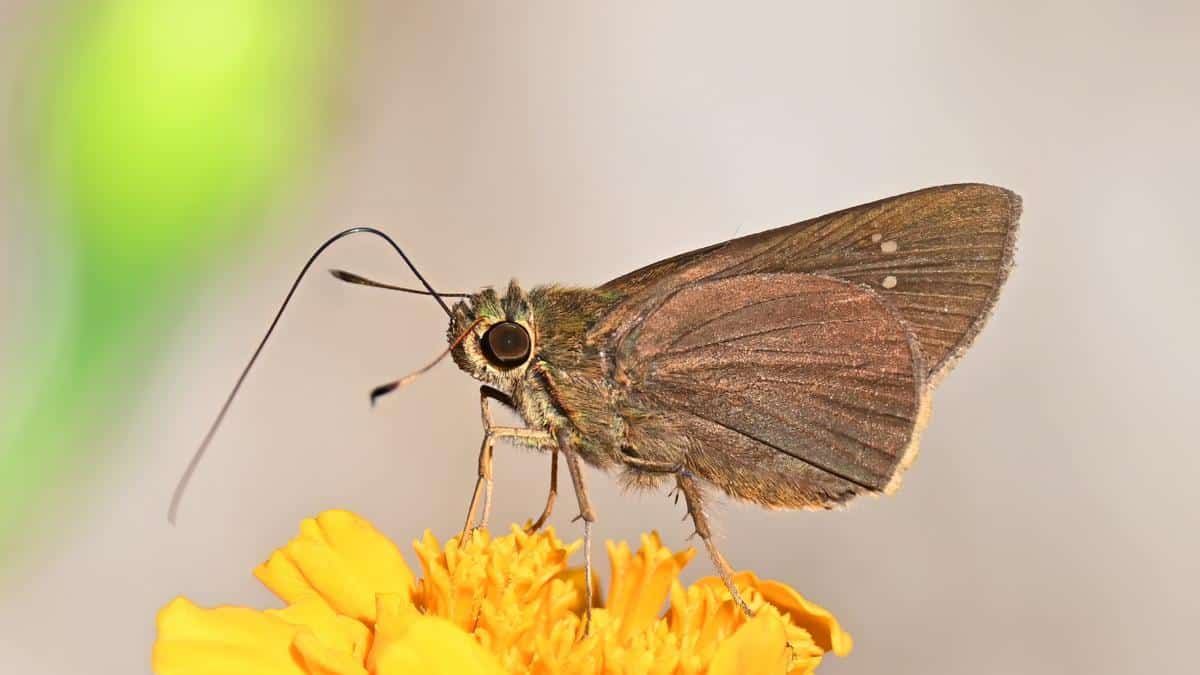 Paintbrush swift butterfly