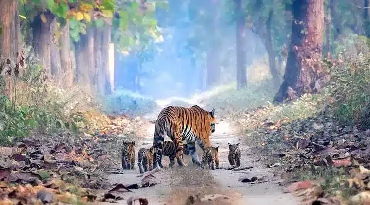 Pakke Tiger Reserve