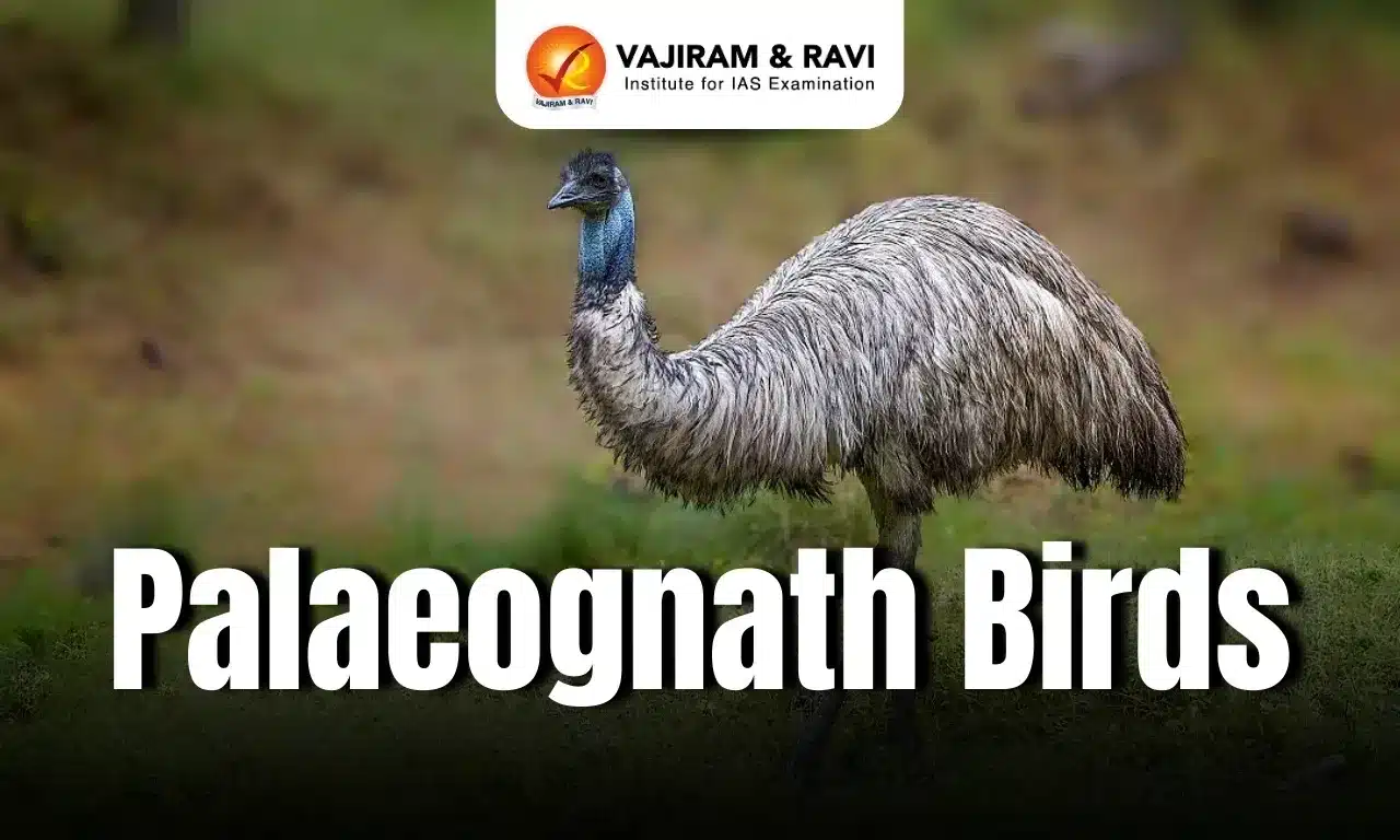Palaeognath Birds