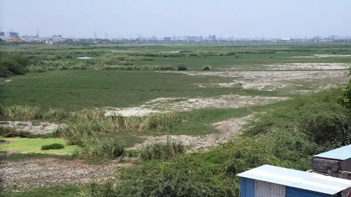 Key Facts about Pallikaranai Marshland