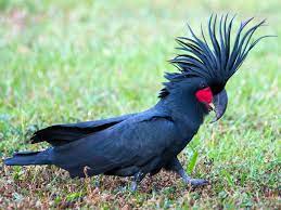 Palm Cockatoo