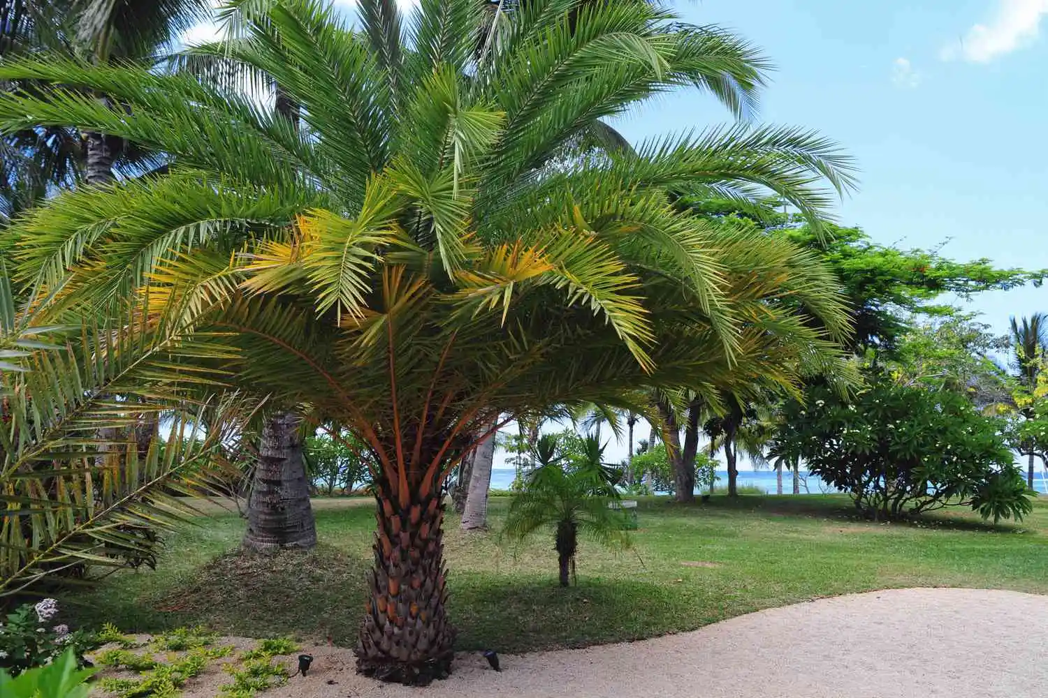 What are Palm Trees?