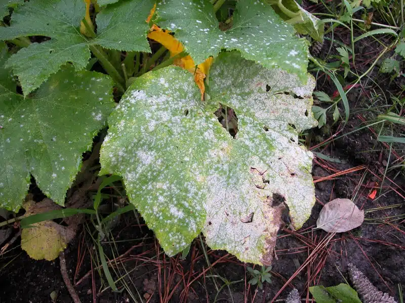 What is Paramyrothecium indicum?