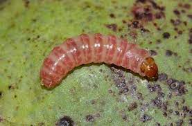 Pink Bollworm (PBW)