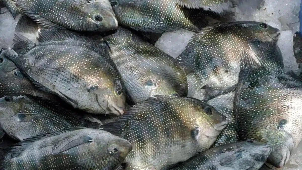 Pearl Spot Fish