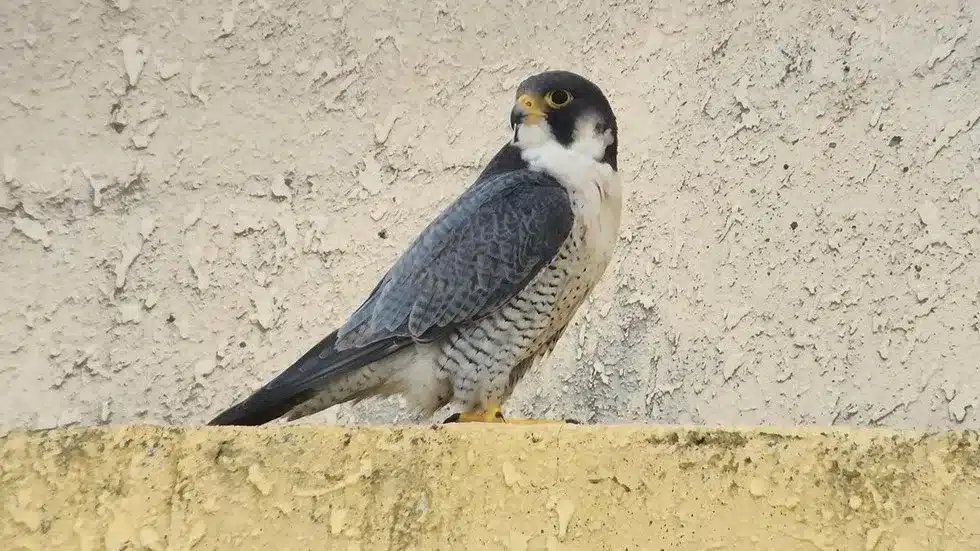 Peregrine Falcon