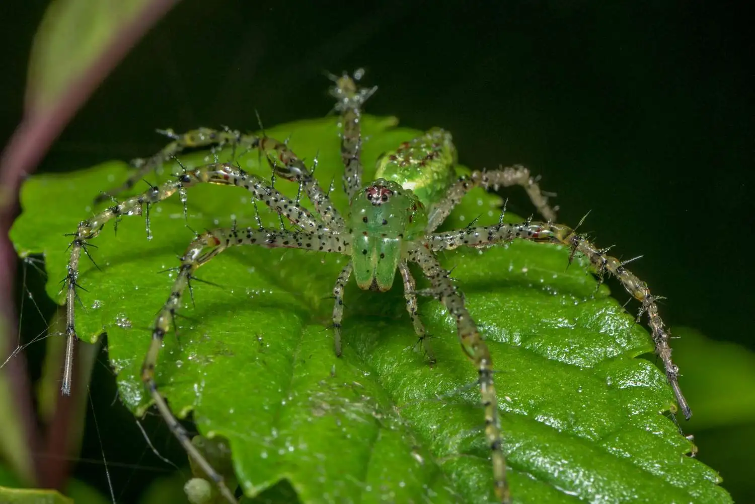 What is Peucetia chhaparajnirvin?