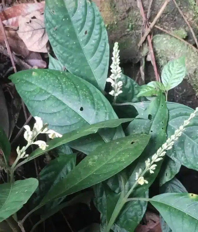 Phlogacanthus Sudhansusekharii