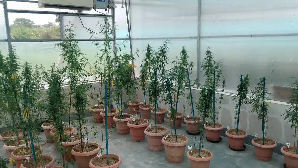 Phytocannabinoids