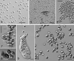 Picocystis Salinarum