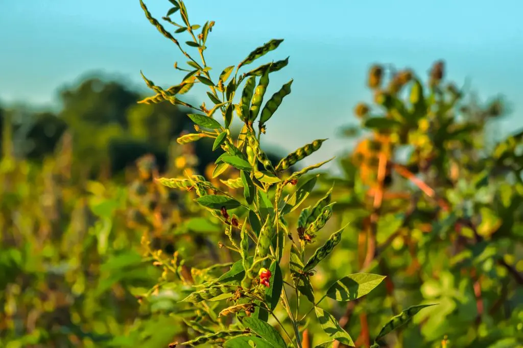 Pigeon pea