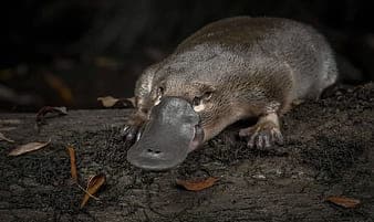 Platypus