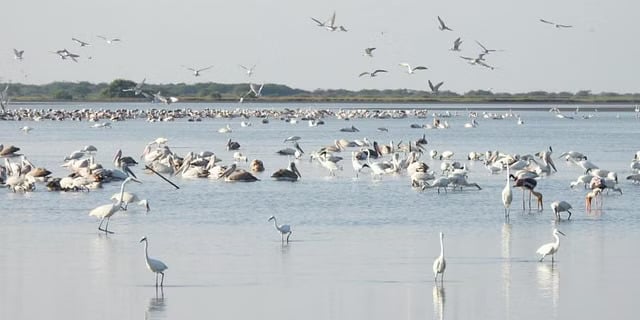 Point Calimere Wildlife sanctuary