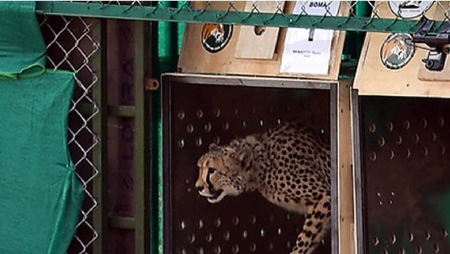 Project Cheetah, a year on