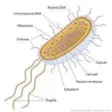 Prokaryotes