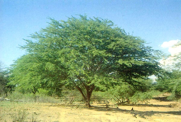 Prosopis Juliflora