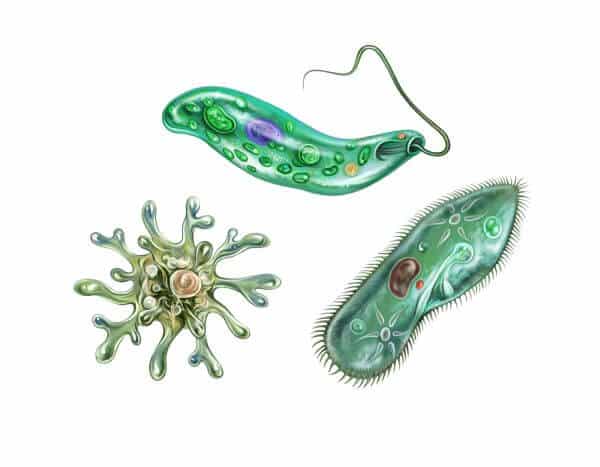 What are Protists?
