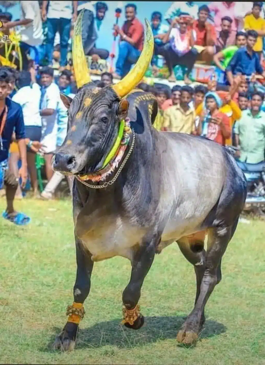 Pulikulam Cattle breed