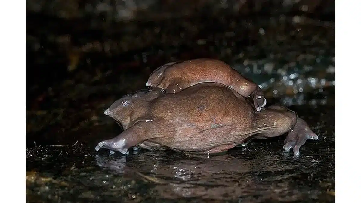 Purple Frog